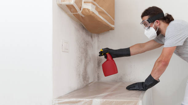 Basement Mold Remediation treatment on basement walls in Woodbridge